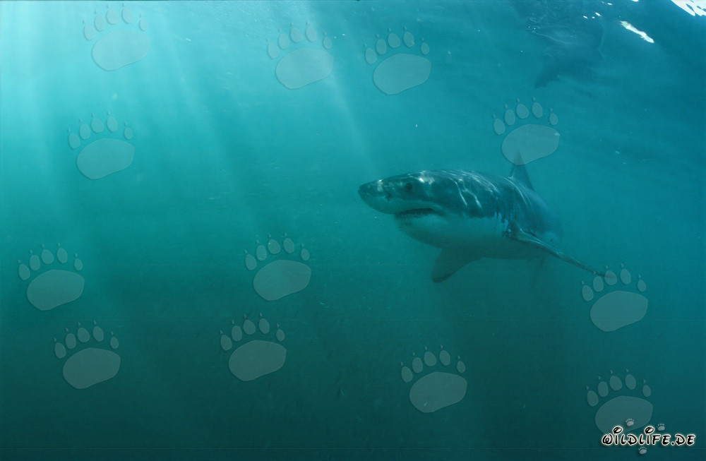 Le Grand Requin Blanc - chasseur majestueux des profondeurs