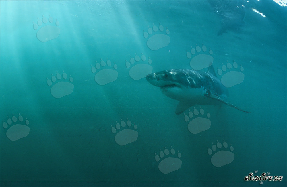 The Great White Shark - majestic hunter of the deep