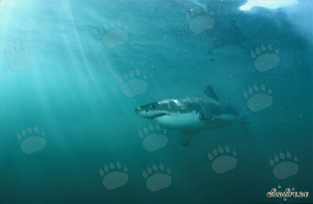 Great White Shark near Geyser Rock in South Africa