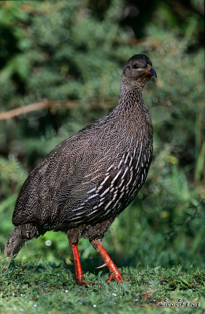 Francolin du Cap en quête de nourriture dans le parc national de Bontebok, Afrique du Sud