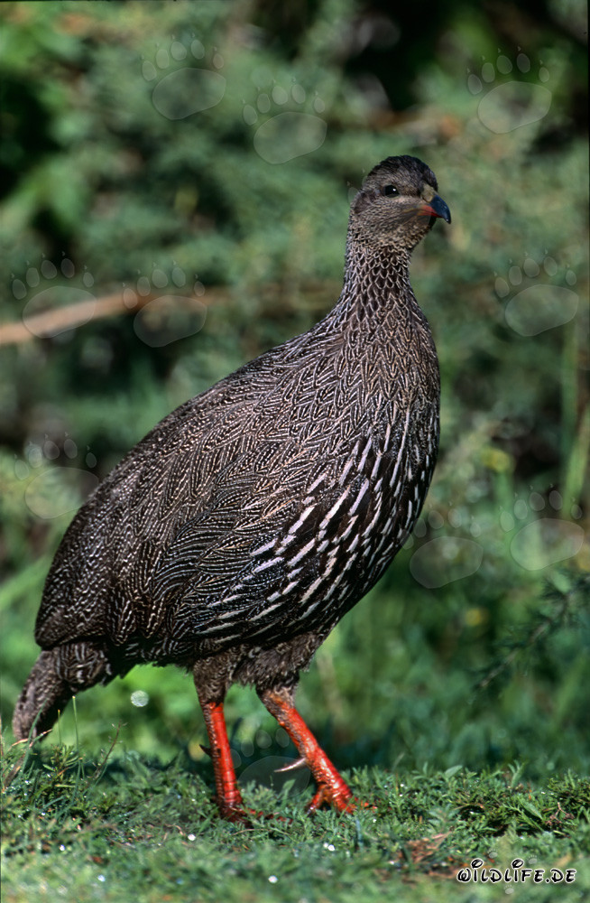 Kapfrankolin