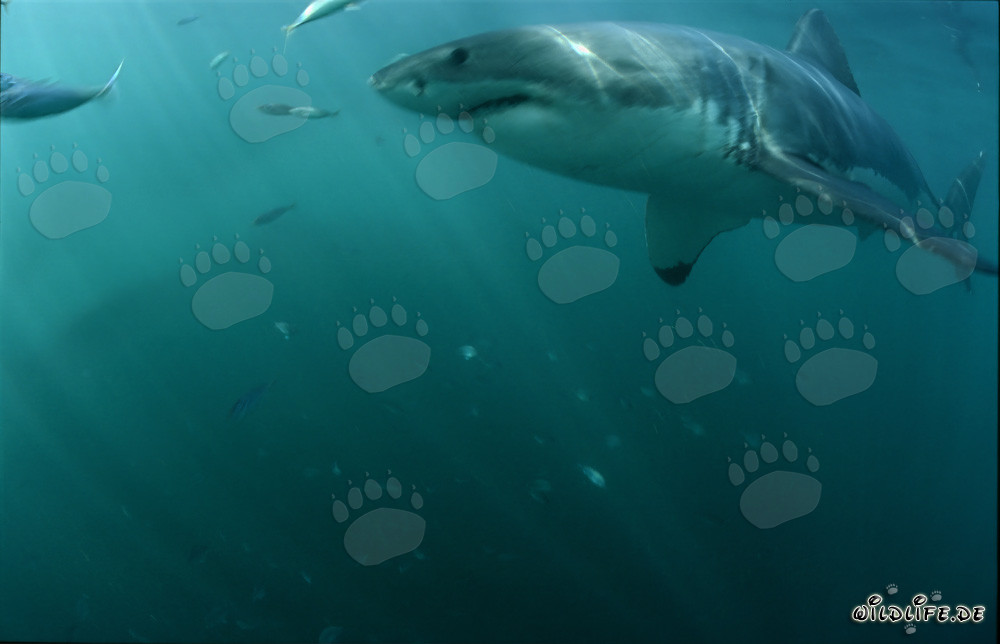 Grand requin blanc au large des côtes sud-africaines