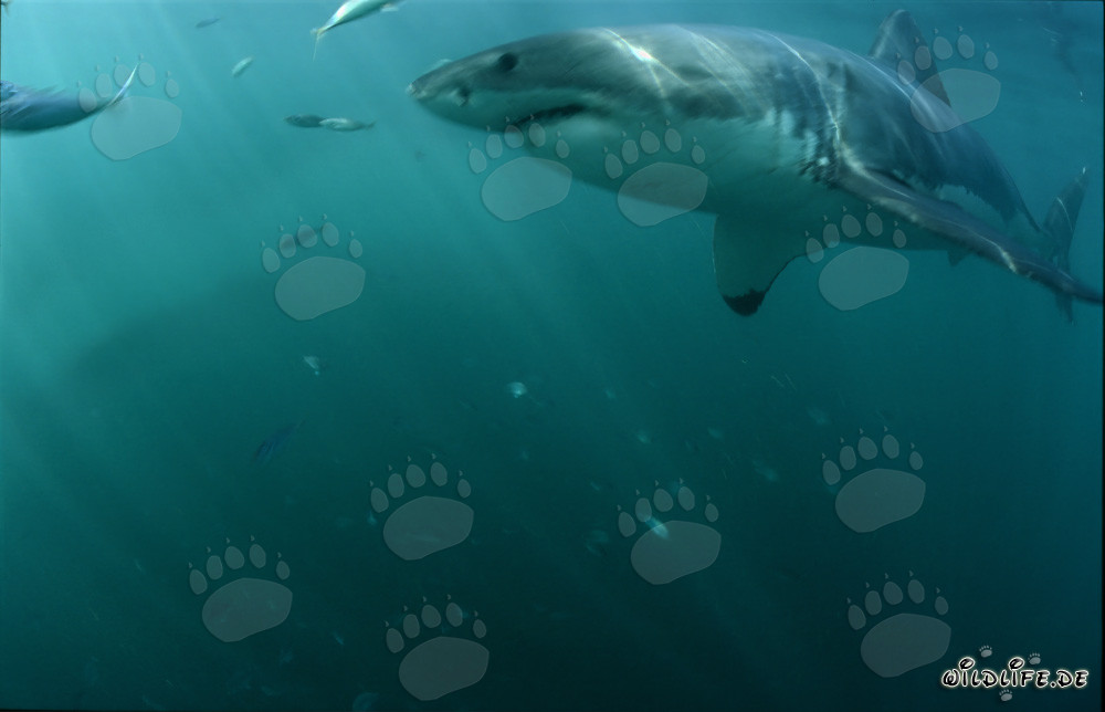 Impressive Great White Shark off the coast of South Africa