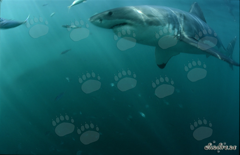 Impresionante tiburón blanco frente a la costa de Sudáfrica