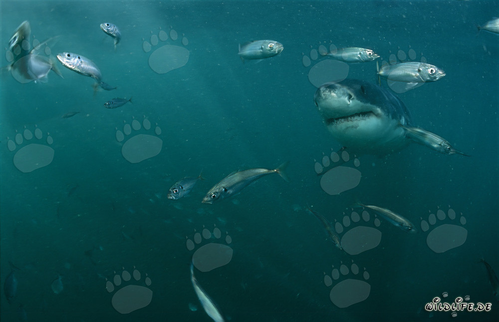 Majestic Great White Shark surrounded by small fish