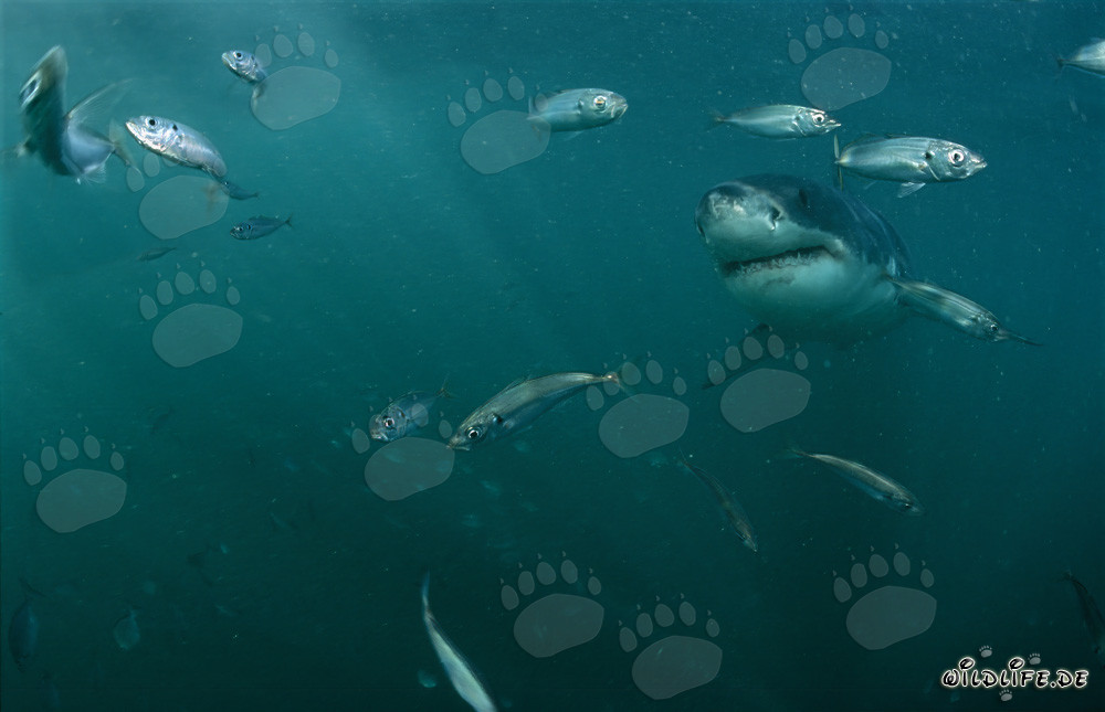 Grand requin blanc entouré de petits poissons