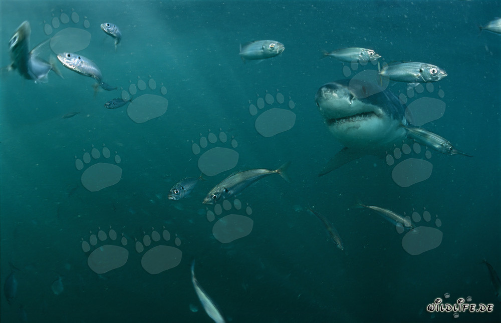 Tiburón blanco majestuoso rodeado de pequeños peces