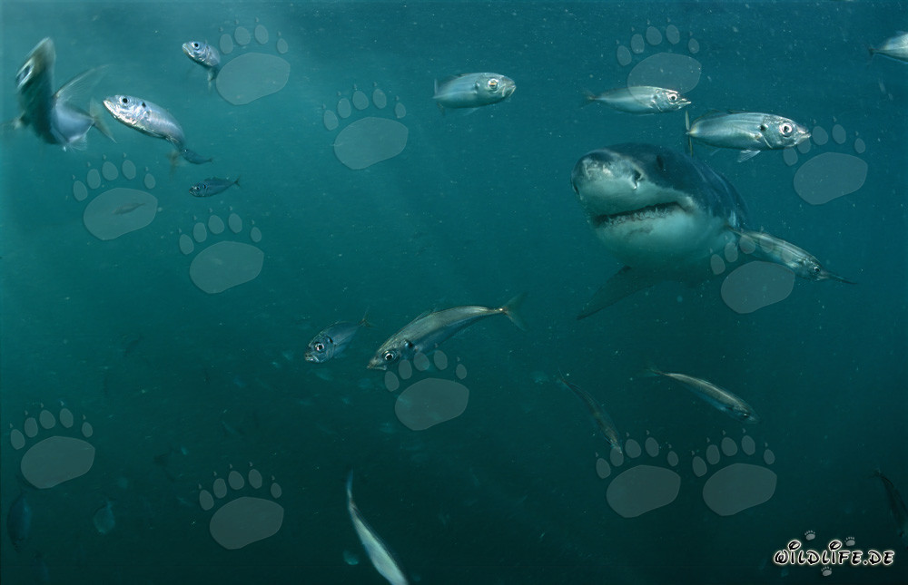 Majestätischer Weißer Hai umgeben von kleinen Fischen