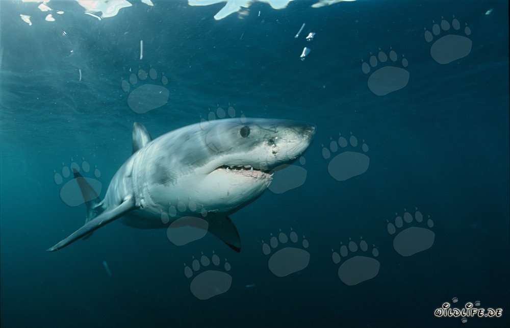 Impresionante Gran Tiburón Blanco