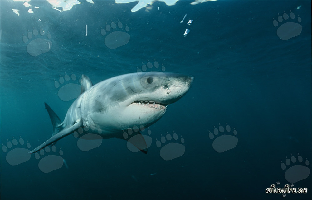 Impressionnant Grand Requin Blanc