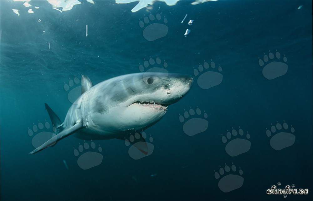 Impressive Giant Fish: The Great White Shark