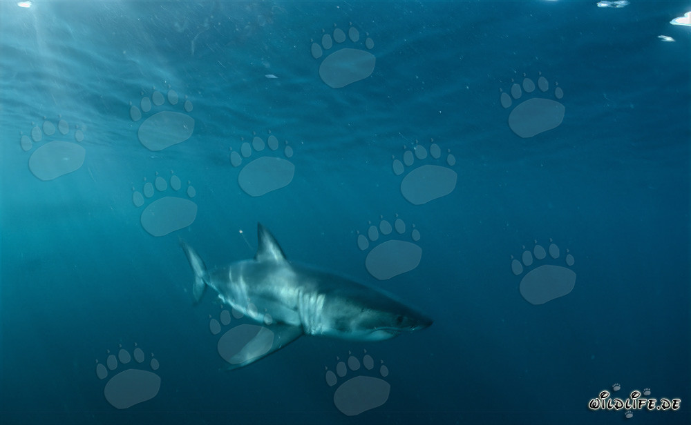 Tiburones blancos frente a la costa de Sudáfrica bajo la luz del sol