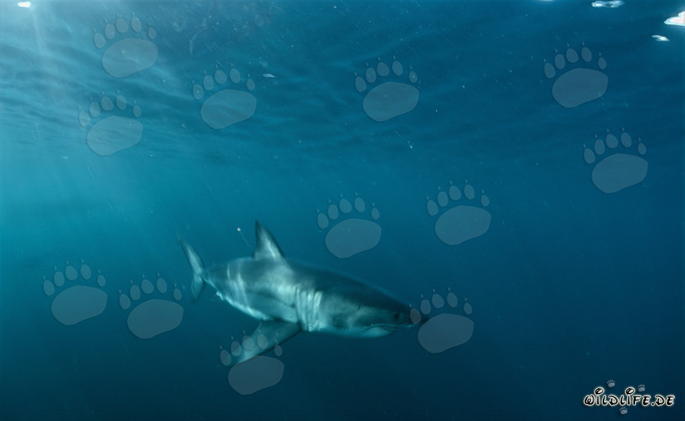 Requins blancs au large des côtes sud-africaines sous la lumière du soleil