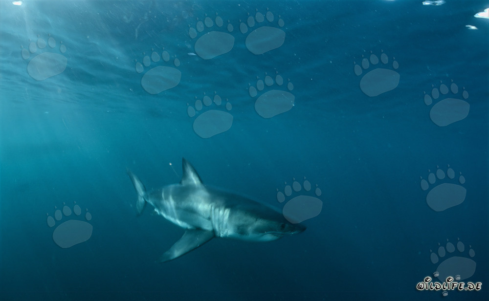 Great White Sharks off the coast of South Africa in the sunlight