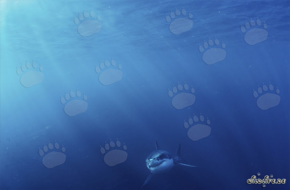 Baby Great White Shark: Survival Struggle in the Depths of the Ocean