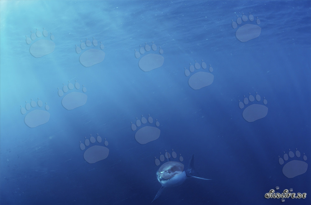 Cucciolo di Squalo Bianco: Lotta per la sopravvivenza nelle profondità dell'oceano