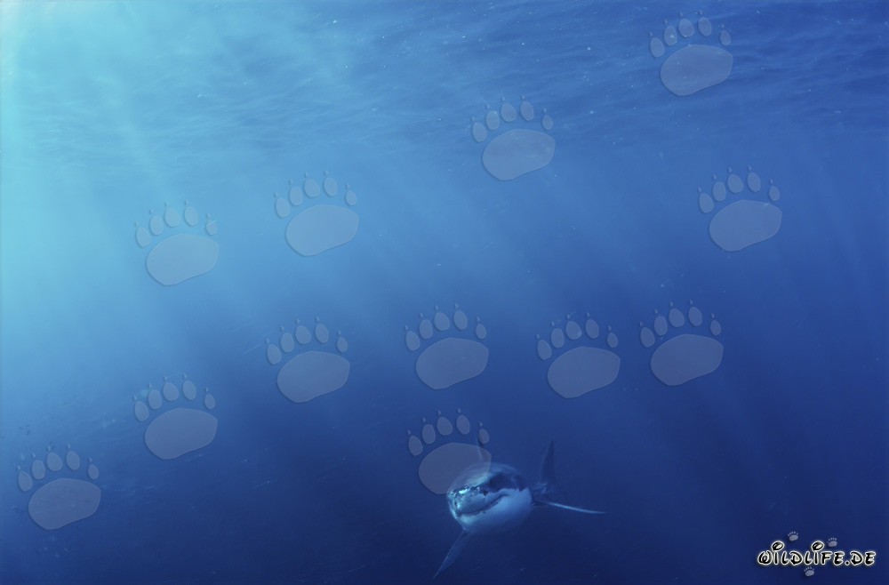 Petit Requin Blanc : Lutte pour la survie dans les profondeurs de l'océan