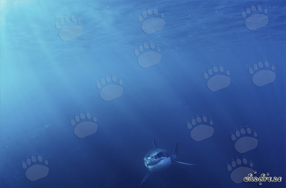 Tiburón Blanco Bebé: Lucha por la supervivencia en las profundidades del océano