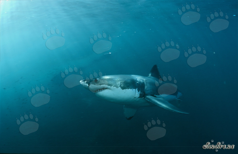 Le Grand Requin Blanc : Fascinant Géant des Mers