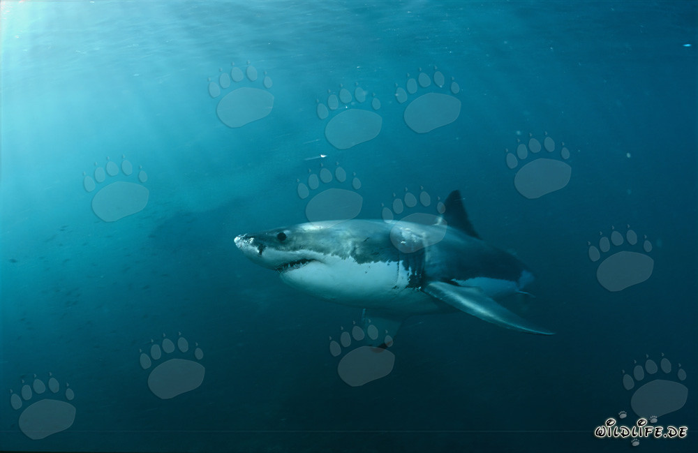 Fascinating Giant Fish: The Great White Shark