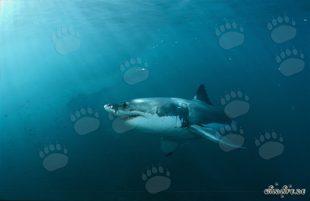 Fascinante Tiburón Blanco: El Gigante de los Mares