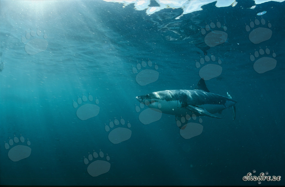 Grand requin blanc dans le monde sous-marin fascinant au large de l'Afrique du Sud