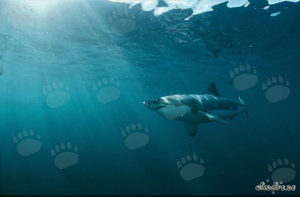 Impressive great white shark in the captivating underwater world off South Africa