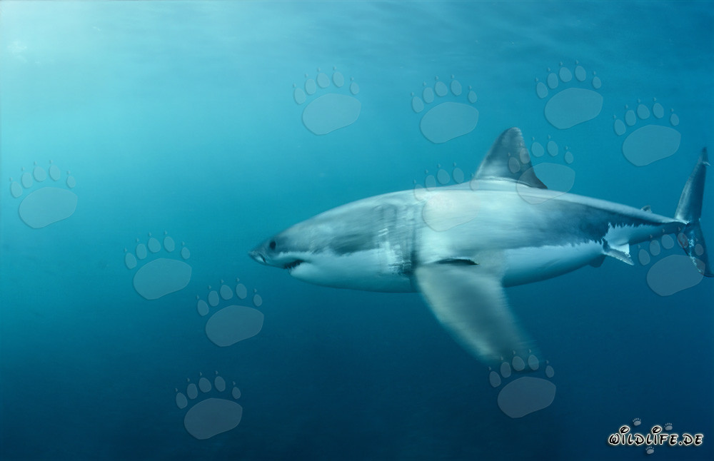Great white shark hunting South African fur seals