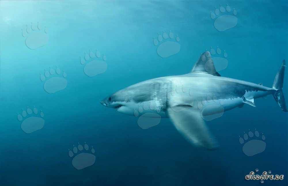 Requin blanc chasse les otaries à fourrure d'Afrique du Sud