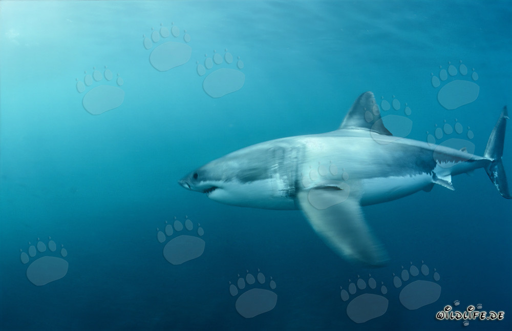 Tiburón blanco cazando focas de piel sudafricanas