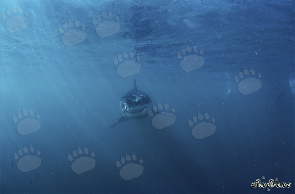 Juvenile Great White Shark: Fascinating Portrait of a Baby Shark