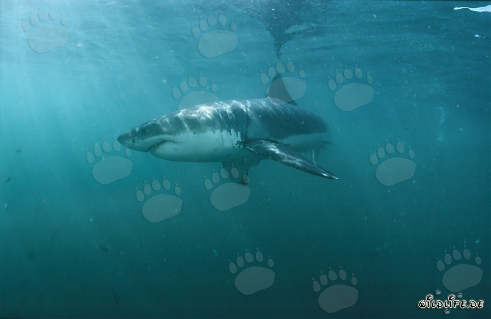 Impressive Great White Shark hunting its prey in the greenish waters off the coast of South Africa