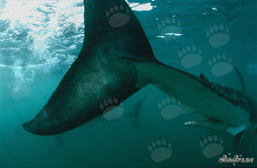 Majestic Great White Shark Crescentic Caudal Fin in South Africa