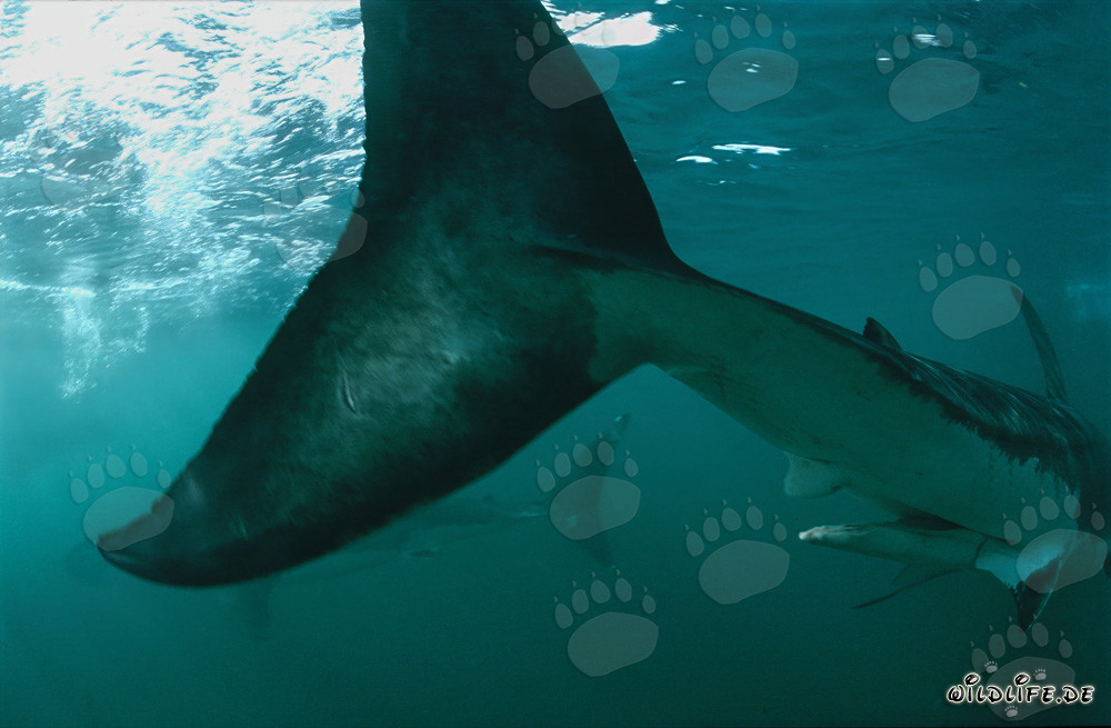 Fascinante nageoire caudale du grand requin blanc en Afrique du Sud