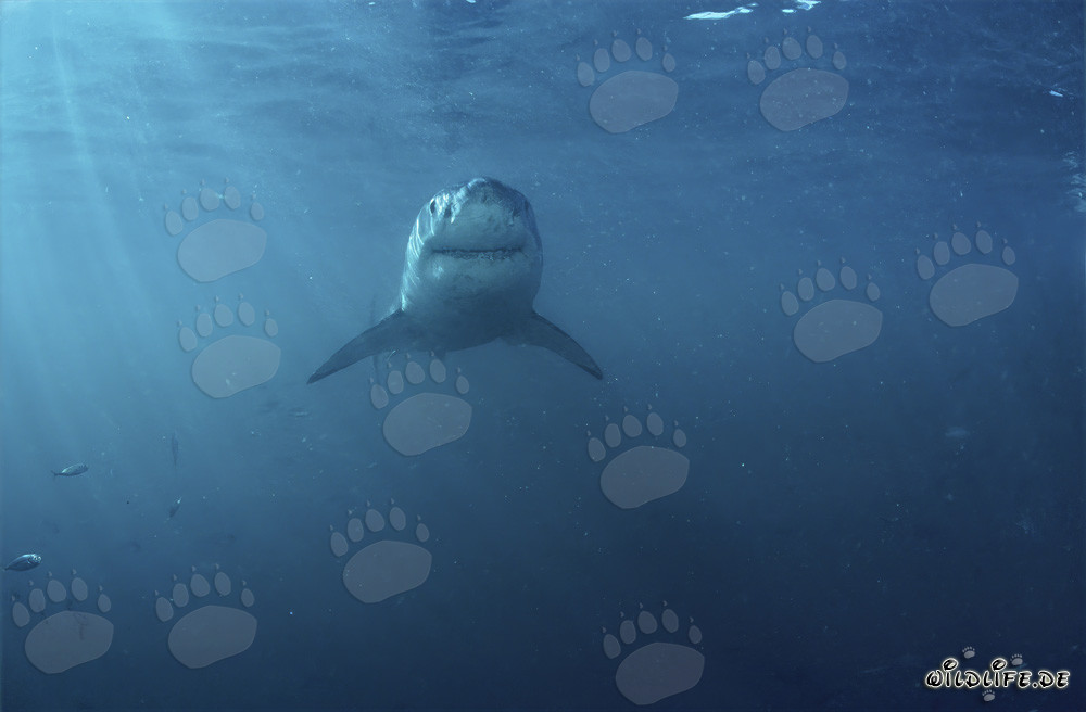 Grand requin blanc impressionnant au large de la côte sud-africaine