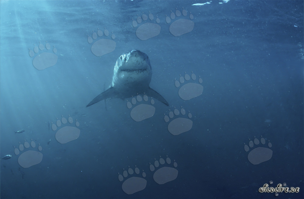 Impresionante Gran Tiburón Blanco frente a la costa de Sudáfrica