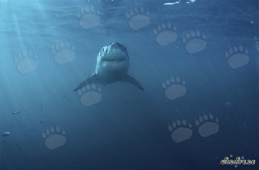 Impressive Great White Shark off the Coast of South Africa