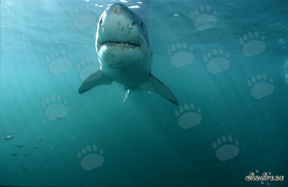 Fascinante Gran Tiburón Blanco frente a la costa de Sudáfrica