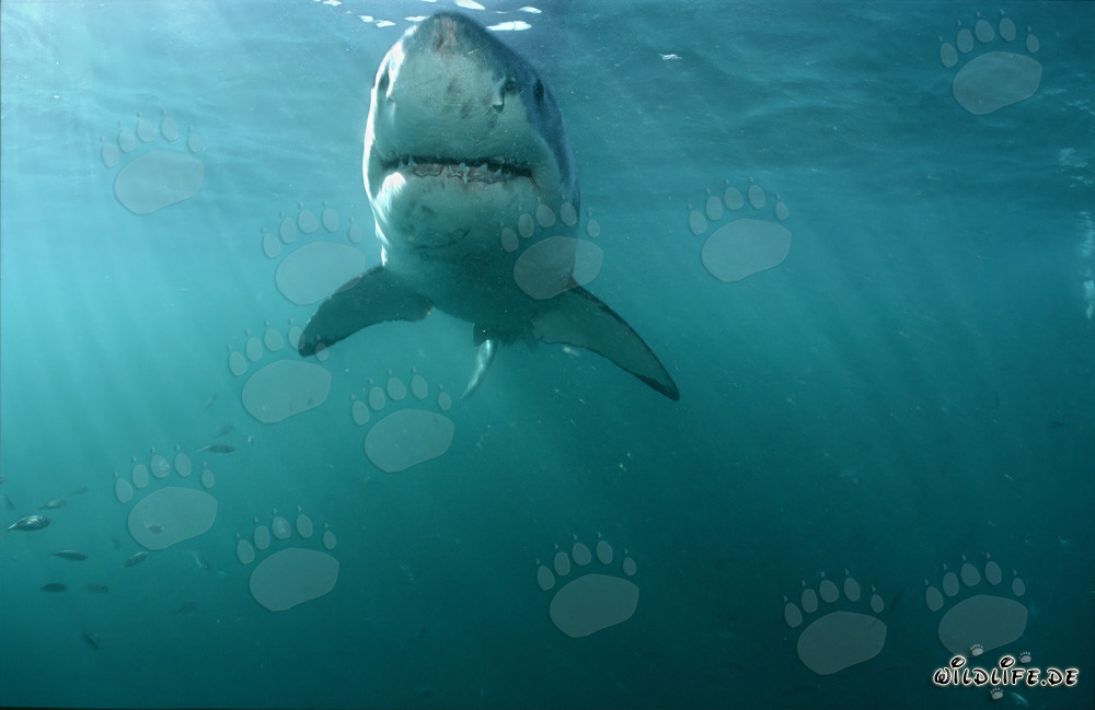 Grand Requin Blanc fascinant au large des côtes de l'Afrique du Sud