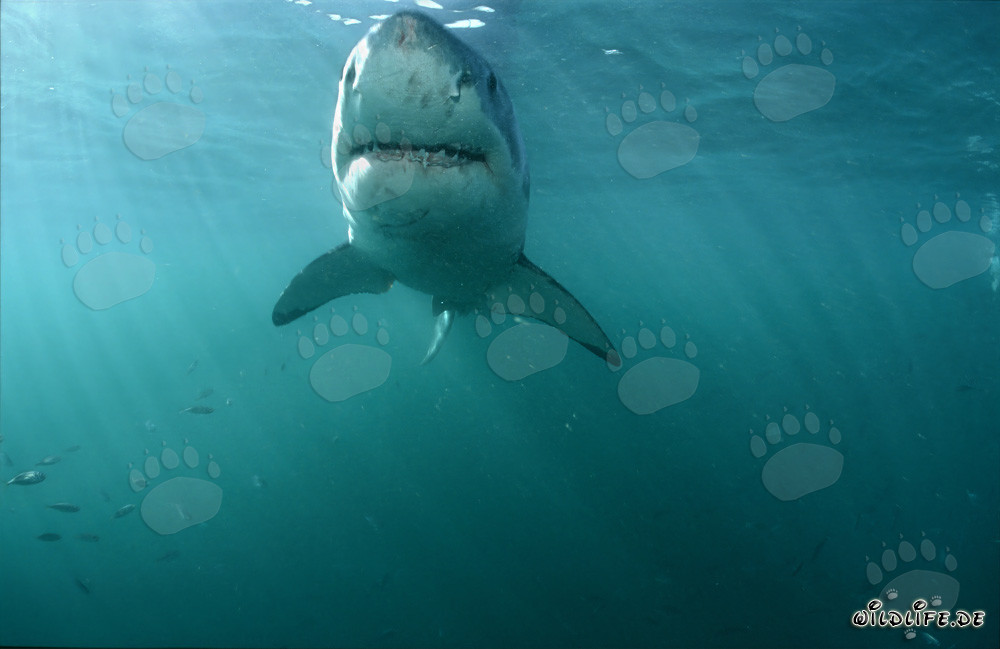 Fascinating Great White Shark off the coast of South Africa