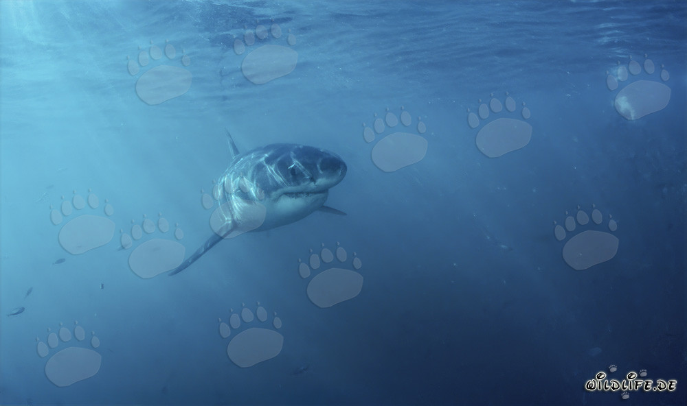 Curious Baby Great White Shark cautiously explores its surroundings