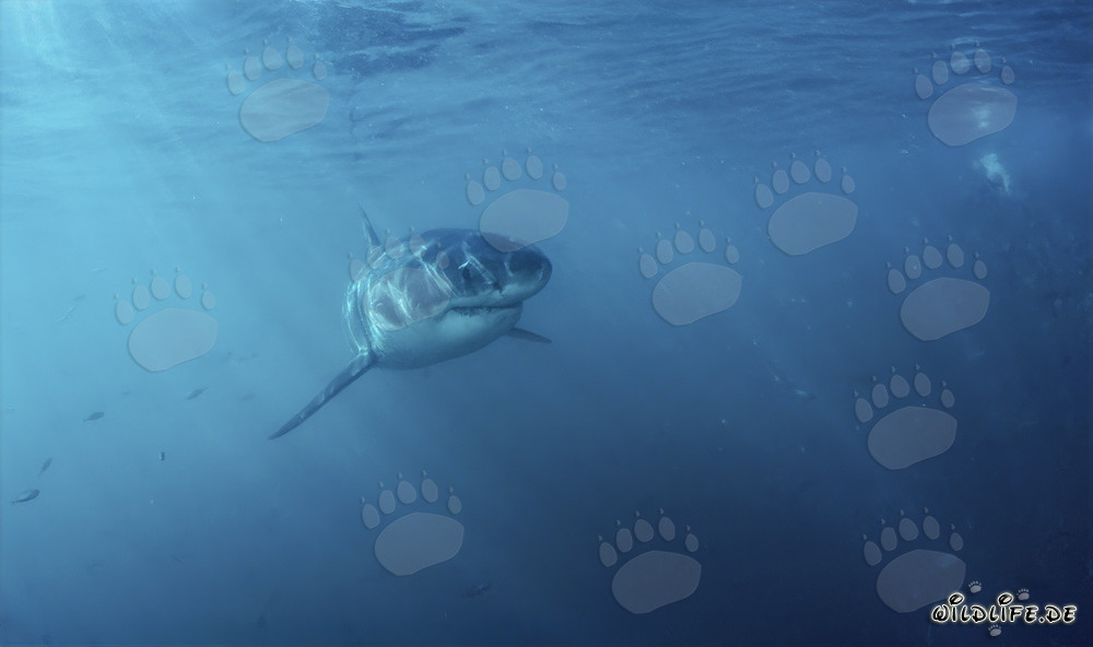 Jeune requin blanc curieux explore prudemment son environnement