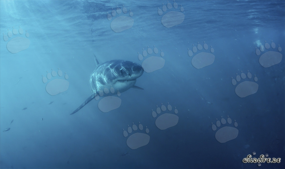 Curioso bebé tiburón blanco explora cuidadosamente su entorno