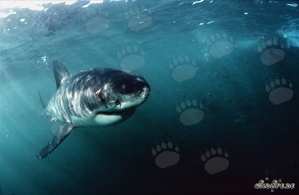 Fascinating Baby Great White Shark curiously explores its surroundings