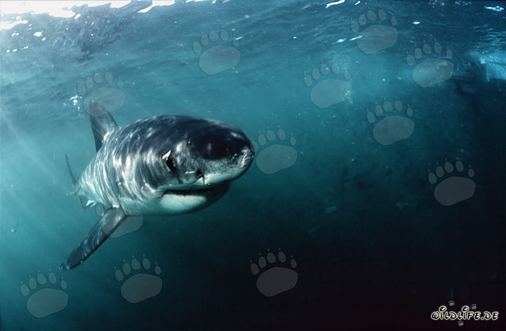 Jeune requin blanc fascinant explore curieusement son environnement
