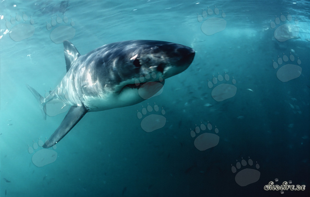 Fascinating Baby Great White Shark near Gansbaai, South Africa