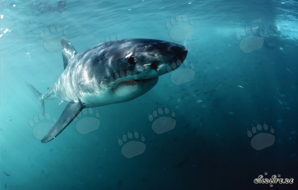 Jeune et fascinant petit requin blanc près de Gansbaai, Afrique du Sud