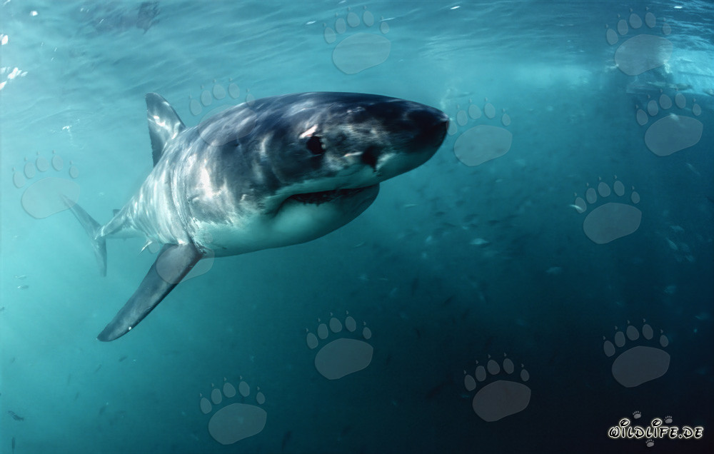 Fascinante bebé tiburón blanco cerca de Gansbaai, Sudáfrica
