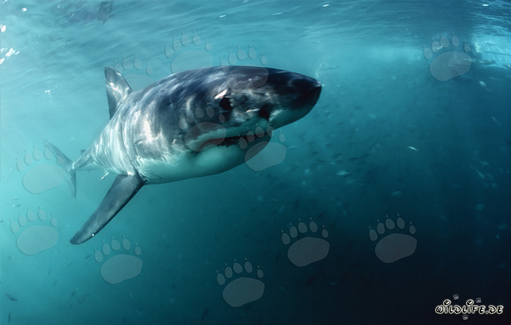 Affascinante piccolo squalo bianco vicino a Gansbaai, Sudafrica