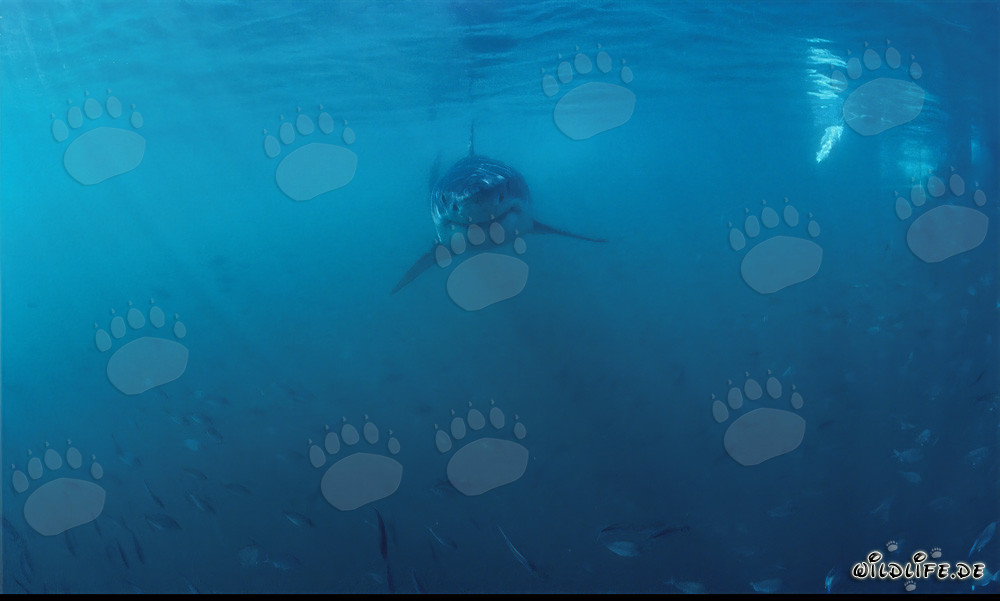 Baby Great White Shark in a shoal